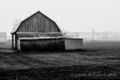 Barn in the fog - not a hint of ice.